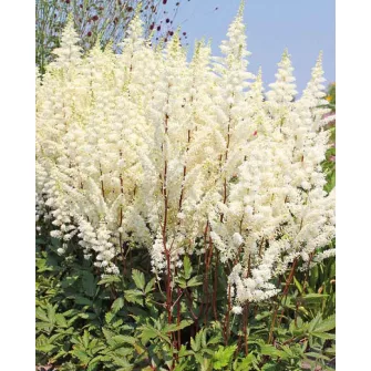 Tollbuga (Astilbe)