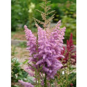 Astilbe Hyazinth - Tollbuga