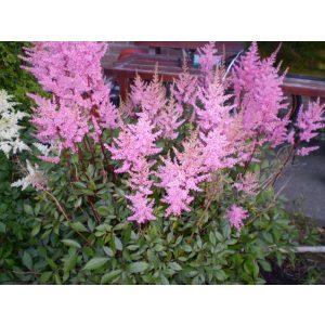 Astilbe Koblenz - Tollbuga