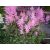 Astilbe Koblenz - Tollbuga