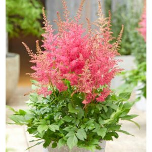 Astilbe Lucky Day - Tollbuga