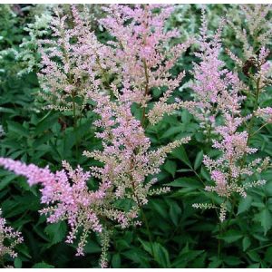 Astilbe Peaches and Cream - Tollbuga