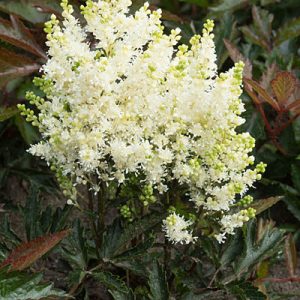 Astilbe Whiteberry - Tollbuga