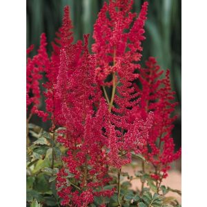 Astilbe arendsii August Light - Tollbuga