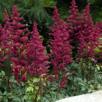 Tollbuga (Astilbe)