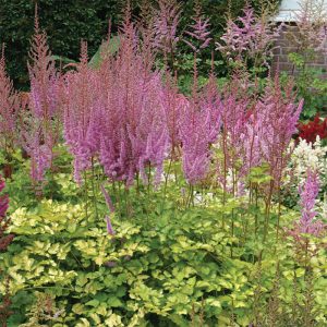 Astilbe arendsii Color Flash Lime - Tollbuga