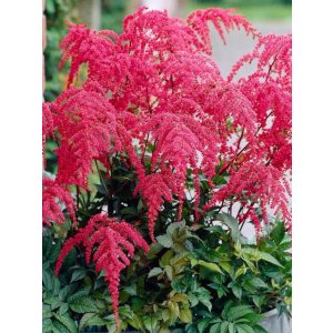 Astilbe arendsii Red Charm - Tollbuga