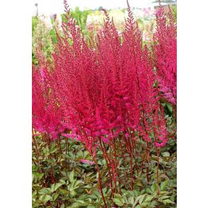 Astilbe chinensis Mighty Chocolate Cherry - Tollbuga