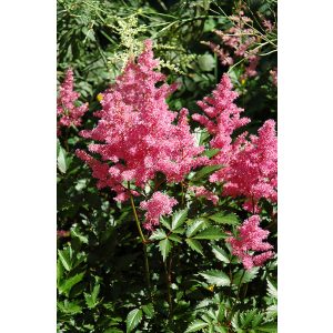 Astilbe japonica Bremen - Tollbuga