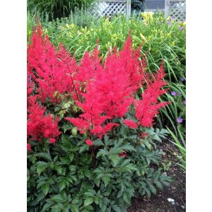 Astilbe japonica Red Sentinel - Tollbuga