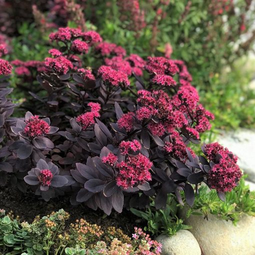 Sedum Plum Dazzled - Varjúháj