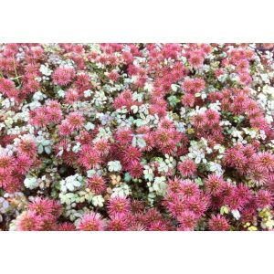 Acaena microphylla Kupferteppich - Tüskésdiócska