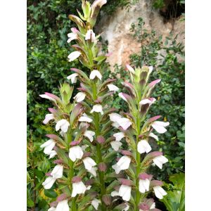 Acanthus mollis - Medveköröm