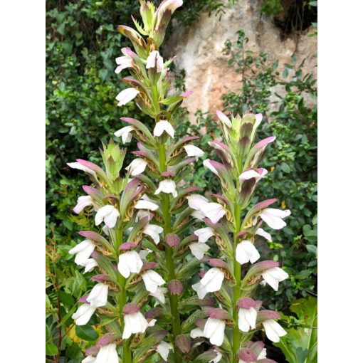 Acanthus mollis - Medveköröm