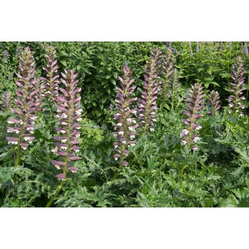 Acanthus spinosus - Medveköröm