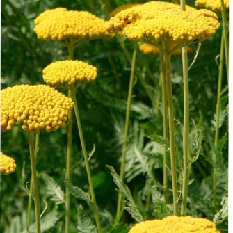 Cickafark (Achillea)