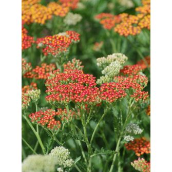 Cickafark (Achillea)