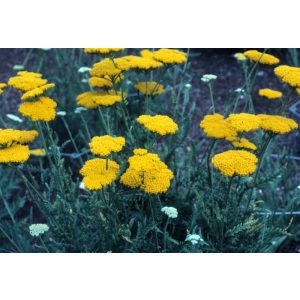 Achillea filipendula Altgold - Cickafark