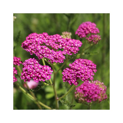 Achillea millefolium Cerise Queen - Cickafark