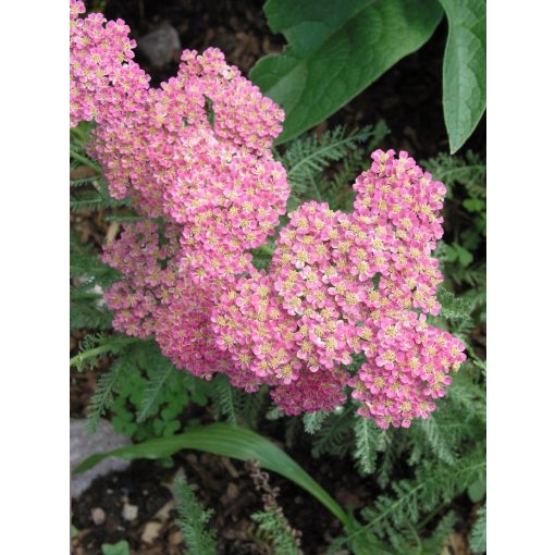 Achillea millefolium Heidi - Cickafark