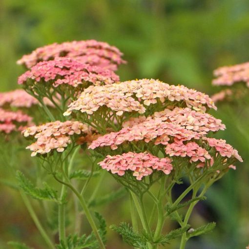 Achillea millefolium Lachsschönheit - Cickafark