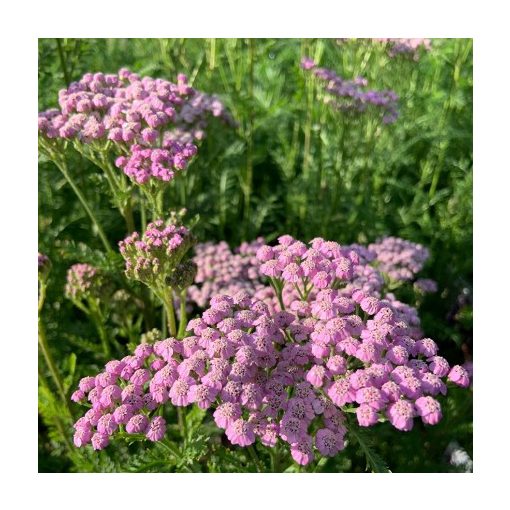 Achillea millefolium Lilac Beauty - Cickafark