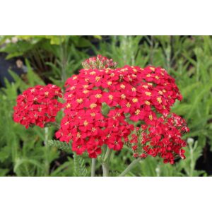 Achillea millefolium Paprika - Cickafark