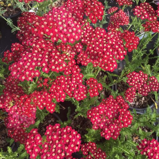 Achillea millefolium Petra - Cickafark