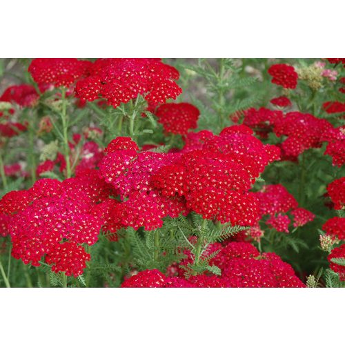 Achillea millefolium 'Pomegranate' ® - Cickafark