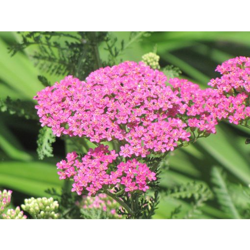 Achillea millefolium Pretty Belinda - Cickafark