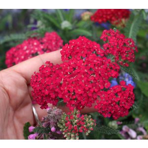 Achillea millefolium Red Velvet - Cickafark