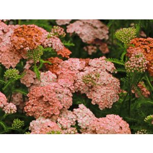 Achillea millefolium Wesersandstein - Cickafark