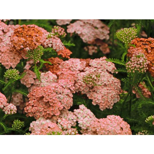 Achillea millefolium Wesersandstein - Cickafark