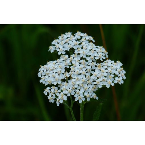 Achillea millefolium White Beauty - Cickafark