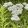 Achillea millefolium - Cickafark