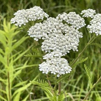 Cickafark (Achillea)