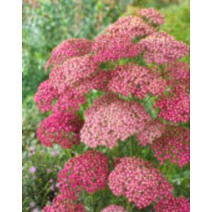Achillea Rainbow Lightning Pink - Cickafark