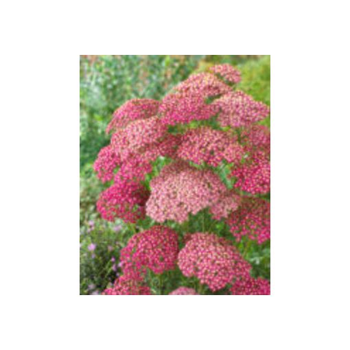 Achillea Rainbow Lightning Pink - Cickafark