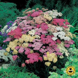 Achillea Summer Pastels - Cickafark