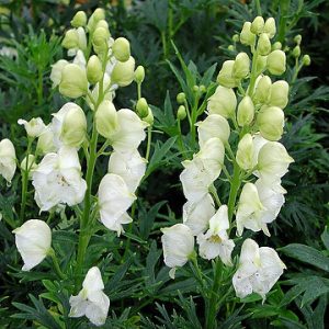 Aconitum napellus Album - Sisakvirág