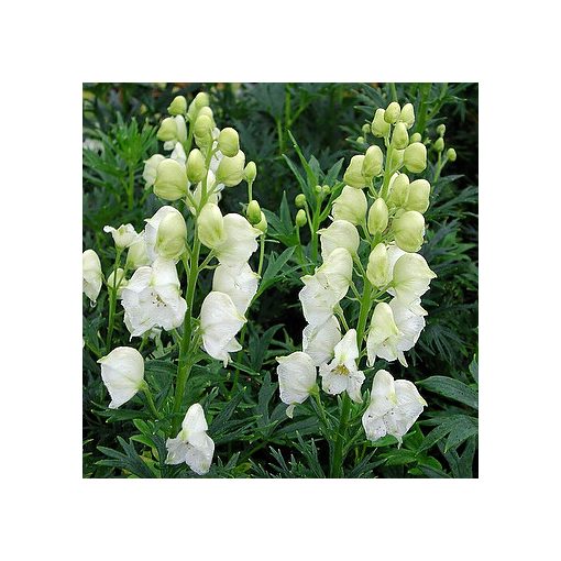 Aconitum napellus Album - Sisakvirág