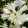 Agapanthus Double Diamond - Szerelemvirág