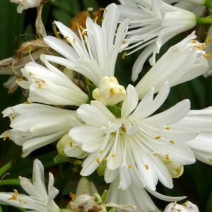 Agapanthus Double Diamond - Szerelemvirág