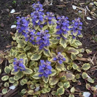Ínfű (Ajuga)