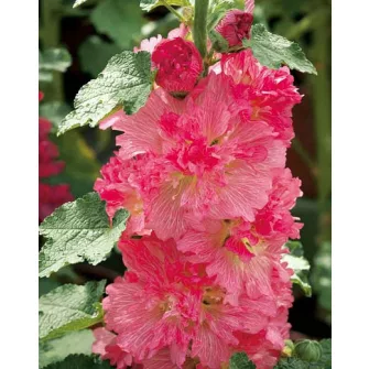 Mályvarózsa (Alcea)