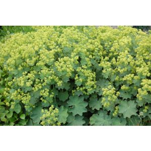 Alchemilla mollis Irish Silk - Palástfű