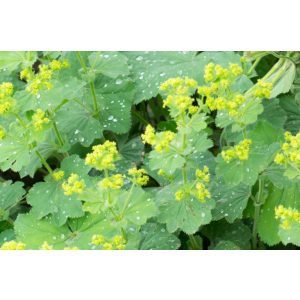 Alchemilla vulgaris - Palástfű