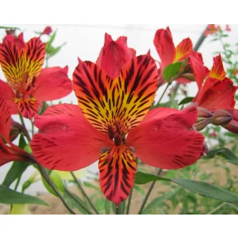 Inkaliliom (Alstroemeria)