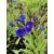 Atracél (Anchusa)