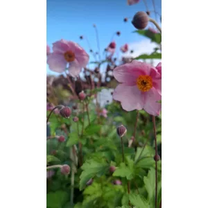 Anemone tomentosa Robustissima - Szellőrózsa